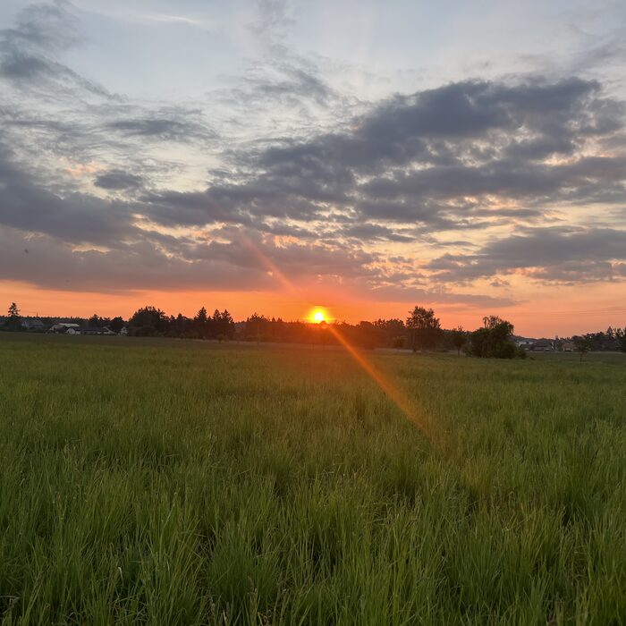 Ranní louka před záchrannou akcí